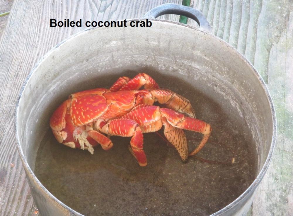 Boiled coconut crab.